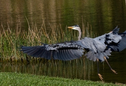 Great Blue Heron _0077