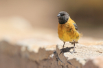 Black-hooded Sierra-Finch, front view, El Tatio, Chile