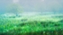 Misty marsh morning 1