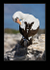 Nazca booby