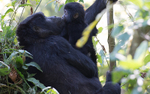 Bwindi (Ruhija)