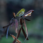 Japanese White-Eye portfolio