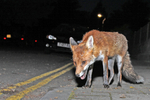 Urban Fox, Bristol _ UR052