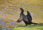 Cormorant