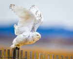 Snowy Taking Flight