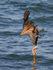 Diving Brown Pelican enters water vertically, Sanibel Island, Florida