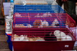 Domestic rabbit Oryctolagus cuniculus-5718
