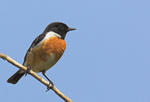 Stonechat