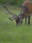 Red Deer, Isle of Mull, Scotland.