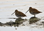 Common Snipe portfolio