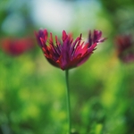 Frilled Poppy