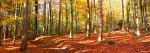 Loggerheads-Counrtry-Park-Wood