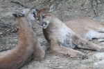 Panther affection