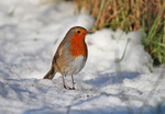 Robin