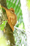 Flying Lemur