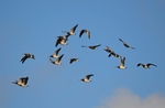 Barnacle Geese