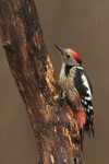 Middle-spotted Woodpecker