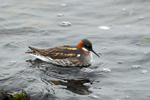 Red-necked Phalarope