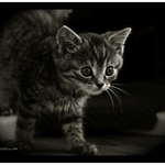 Kitten