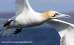 SBG012: Gannet in Flight