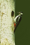Great-spotted Woodpecker