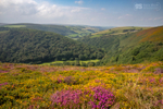 Heather moors, County Gate, Exmoor