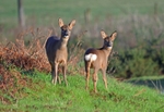 Roe Deer