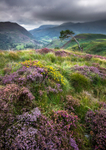 Heather and Gorse, Beddgelert