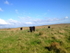Out On The Hill