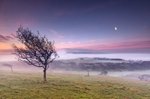 z2322 Morning Mist, Culver Down