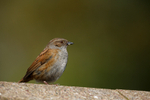 Dunnock
