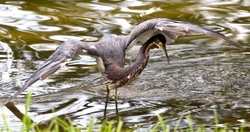 Tricolored Heron _0015