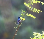 Purple Sunbird