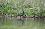 Glossy Ibis