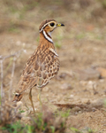 Heuglin's (Three-Banded) Courser portfolio