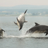 Bottlenose Dolphins