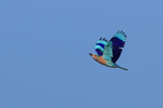 Indian Roller flying, wings up, Panna, Madhya Pradesh, India