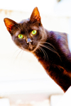 Cat domestic-2545