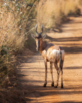 Africa-157