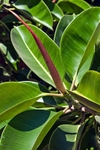 Rubber Plant
