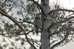 Northern Hawk Owl