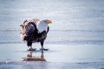 On Thin Ice