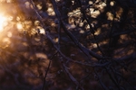 Winter light