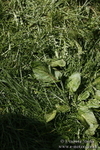 PtP 260317 231