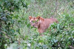 IMG_0615 Nakuru
