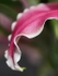 Lily Petal