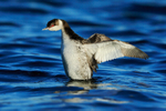 Slavonian Grebe flapping its wings, Farmoor Reservoir