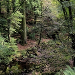 Burrator Glade