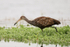 Limpkin looking for food, Florida, USA