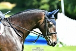 230707-105438-06525_Cls 12 Foxhunter  120m Open